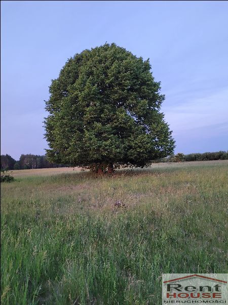 Działka Sprzedaż Lubczyna